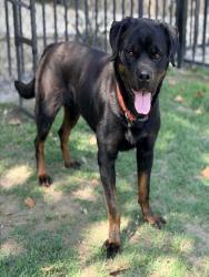 Shelter Stray Female Dog last seen Near BLOCK IOWA AVE, RIVERSIDE, CA, Jurupa Valley, CA 92509