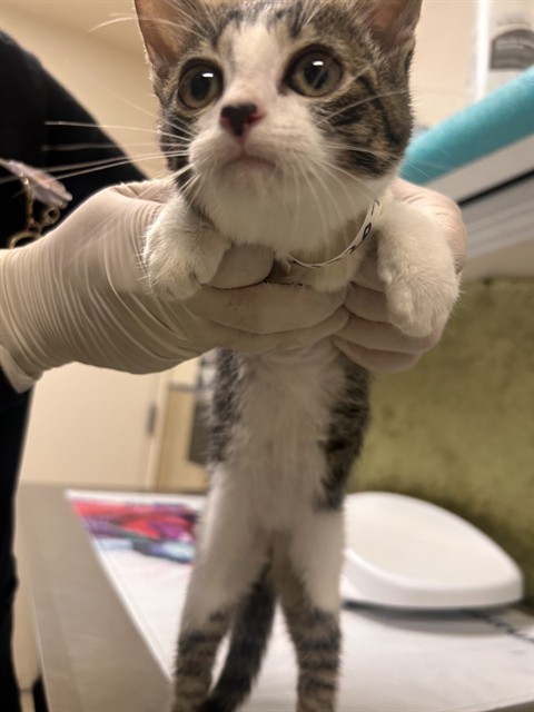 Shelter Stray Female Cat last seen Near BLOCK PHOENIX AVE, RIVERSIDE, CA, 6851 Van Buren Boulevard, Jurupa Valley, CA 92509, USA