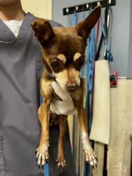 Shelter Stray Female Dog last seen Near 3RD ST, RIVERSIDE CA 92507, Jurupa Valley, CA 92509