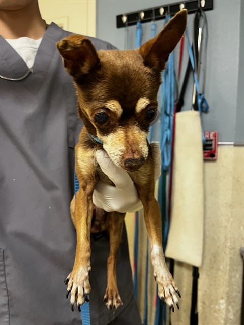 Shelter Stray Female Dog last seen Near 3RD ST, RIVERSIDE CA 92507, Jurupa Valley, CA 92509