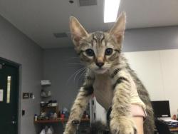 Shelter Stray Male Cat last seen Near BLOCK LINGAYAN AVE INDIO CA 92201, Thousand Palms, CA 92276