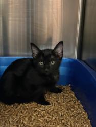 Shelter Stray Male Cat last seen , Sanford, FL 32773