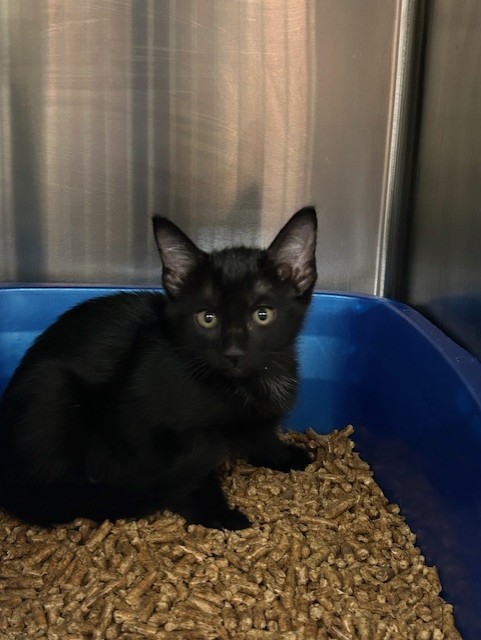 Shelter Stray Male Cat last seen , Sanford, FL 32773