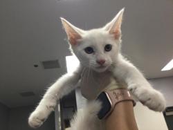 Shelter Stray Male Cat last seen Near BLOCK LINGAYAN AVE INDIO CA 92201, Thousand Palms, CA 92276
