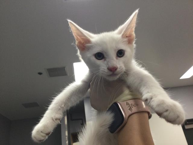 Shelter Stray Male Cat last seen Near BLOCK LINGAYAN AVE INDIO CA 92201, Thousand Palms, CA 92276