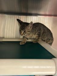 Shelter Stray Unknown Cat last seen , Sanford, FL 32773