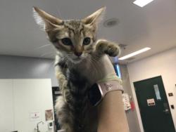 Shelter Stray Male Cat last seen Near BLOCK LINGAYAN AVE INDIO CA 92201, Thousand Palms, CA 92276