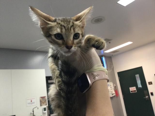 Shelter Stray Male Cat last seen Near BLOCK LINGAYAN AVE INDIO CA 92201, Thousand Palms, CA 92276