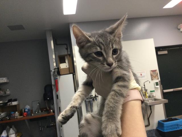 Shelter Stray Female Cat last seen Near BLOCK LINGAYAN AVE INDIO CA 92201, Thousand Palms, CA 92276