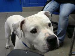 Shelter Stray Male Dog last seen ALCAZAR ST NE, Albuquerque, NM 87112