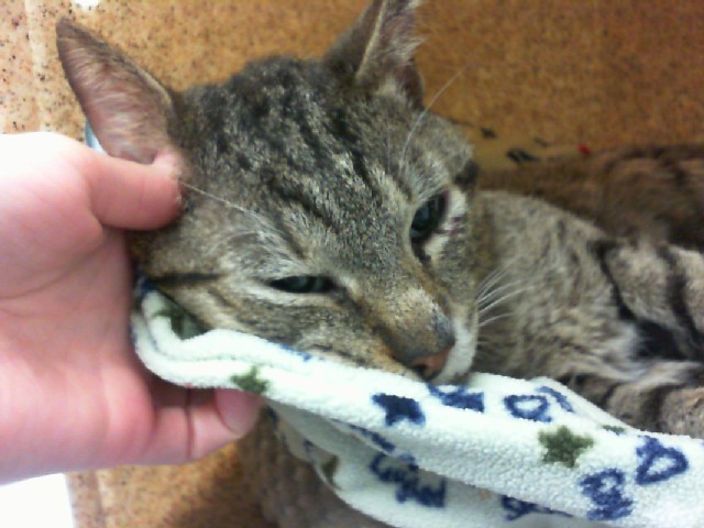 Shelter Stray Male Cat last seen PASEO AND JEFFERSON, Albuquerque, NM 87112