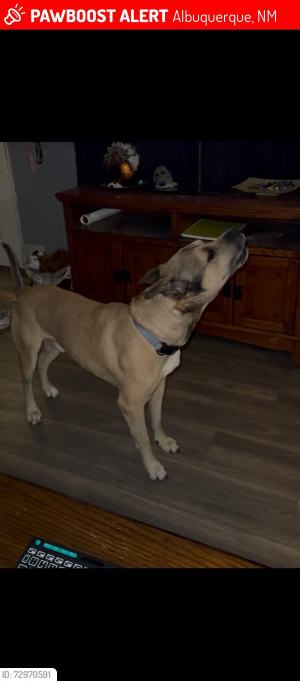 Lost Male Dog last seen Near sunrise place Albuquerque New Mexico , Albuquerque, NM 87108