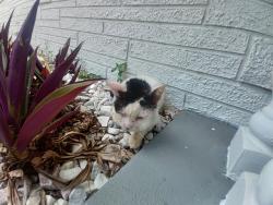 Shelter Stray Male Cat last seen Near BLOCK NW 50 ST, TAMARAC FL 33319, Davie, FL 33312