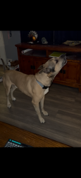 Lost Male Dog last seen Near sunrise place Albuquerque New Mexico , Albuquerque, NM 87108