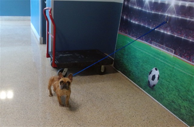 Shelter Stray Female Dog last seen Near BLOCK E 31 ST, Doral, FL 33122