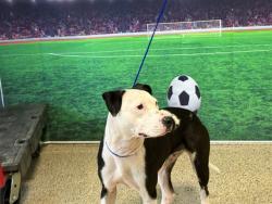 Shelter Stray Female Dog last seen LAS, Doral, FL 33122
