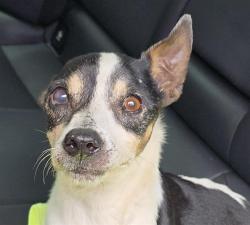 Shelter Stray Male Dog last seen Near BLOCK COMMERCE PKY, MIRAMAR FL 33025, Davie, FL 33312
