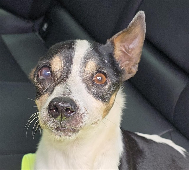 Shelter Stray Male Dog last seen Near BLOCK COMMERCE PKY, MIRAMAR FL 33025, Davie, FL 33312