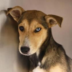Shelter Stray Female Dog last seen ZARZAMORA ST AND PEREZ ST, San Antonio, TX 78227