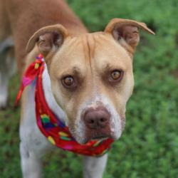 Shelter Stray Male Dog last seen Near BLOCK S HACKBERRY ST, San Antonio, TX 78227