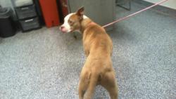 Shelter Stray Female Dog last seen CHARLOTTE, 8315 Byrum Dr, Charlotte, NC 28217, USA