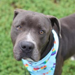 Shelter Stray Male Dog last seen Near BLOCK RADA, San Antonio, TX 78227