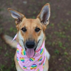 Shelter Stray Female Dog last seen DRAKE AVE, San Antonio, TX 78227