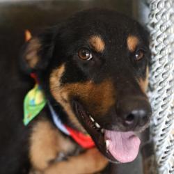 Shelter Stray Male Dog last seen FOUND AT LEGACY TRADITIONAL SCHOOL WALKER ELEMENTARY, San Antonio, TX 78227