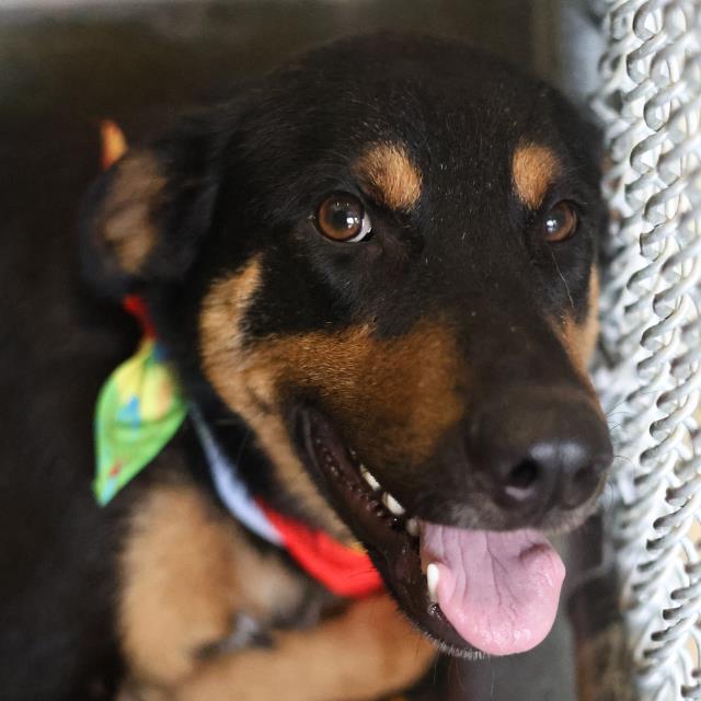 Shelter Stray Male Dog last seen FOUND AT LEGACY TRADITIONAL SCHOOL WALKER ELEMENTARY, 4710 TX-151, San Antonio, TX 78227, USA