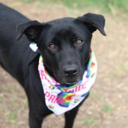 Shelter Stray Female Dog last seen CALLOLL AVE AND GARLAND ST, San Antonio, TX 78227