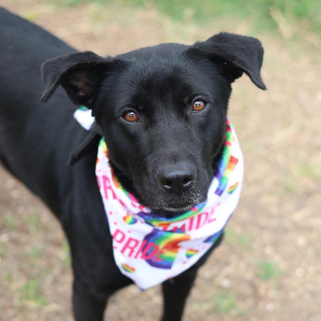 Shelter Stray Female Dog last seen CALLOLL AVE AND GARLAND ST, 4710 TX-151, San Antonio, TX 78227, USA