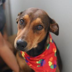 Shelter Stray Male Dog last seen Near PENNYSTONE, San Antonio, TX 78227
