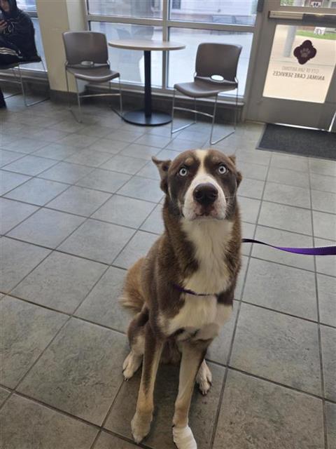 Shelter Stray Male Dog last seen Near BLOCK S ELLISON, San Antonio, TX 78227