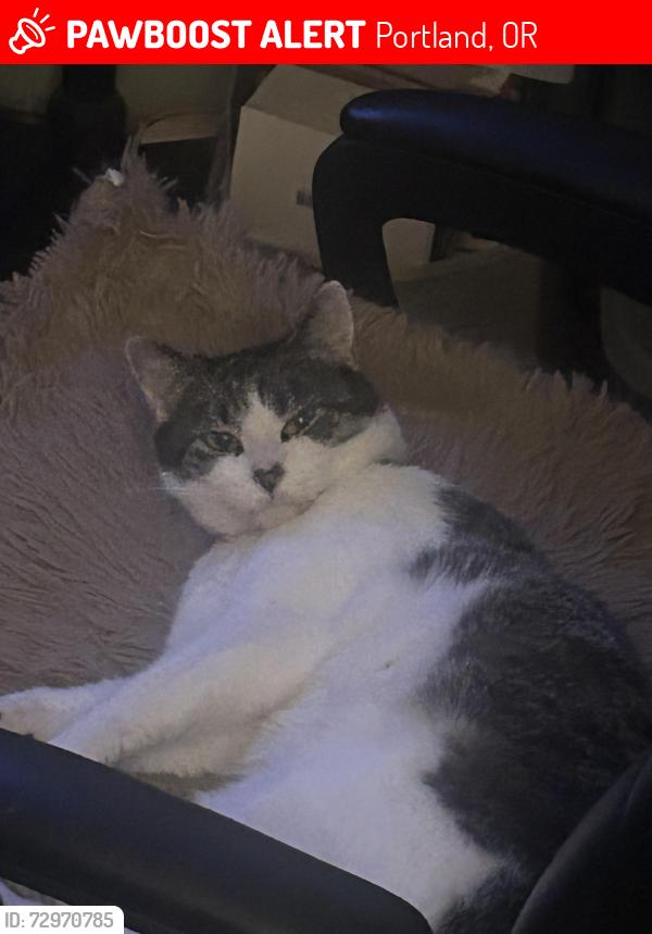 Lost Female Cat last seen SE 44th and SE Stark, Portland, OR 97215