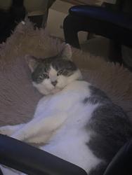 Lost Female Cat last seen SE 44th and SE Stark, Portland, OR 97215