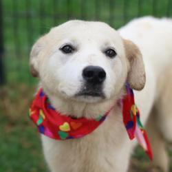 Shelter Stray Male Dog last seen CRYSTAL, San Antonio, TX 78227