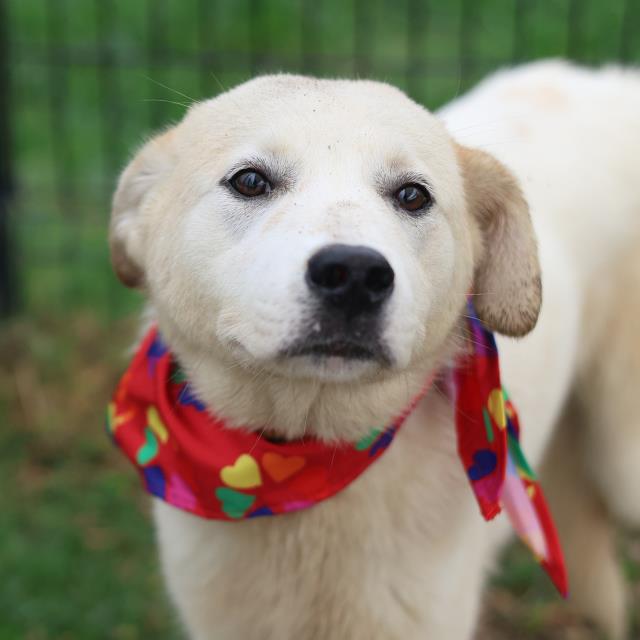 Shelter Stray Male Dog last seen CRYSTAL, 4710 TX-151, San Antonio, TX 78227, USA