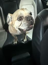 Found/Stray Male Dog last seen Potranco and Waterstone PL, San Antonio, TX 78245