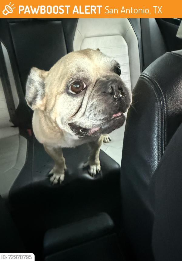 Found/Stray Male Dog last seen Potranco and Waterstone PL, San Antonio, TX 78245