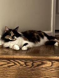 Lost Female Cat last seen Andes Ct, Fairfax, VA 22030