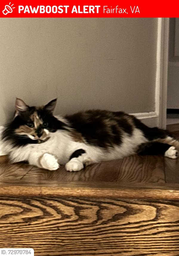Lost Female Cat last seen Andes Ct, Fairfax, VA 22030