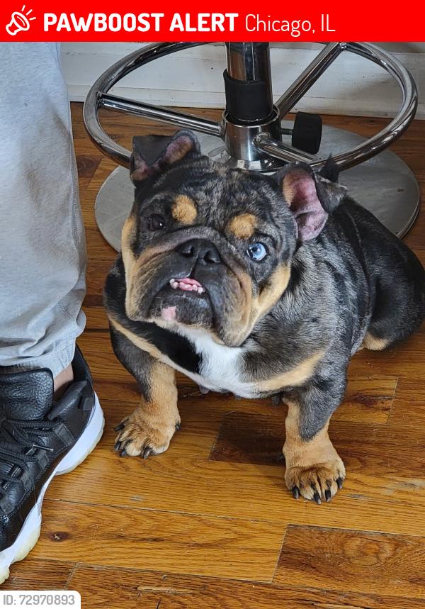 Lost Female Dog last seen Division and central , Chicago, IL 60651