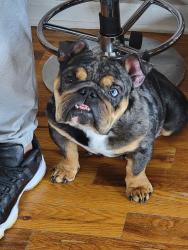 Lost Female Dog last seen Division and central , Chicago, IL 60651