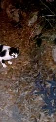 Found/Stray Unknown Cat last seen Compass Drive/Jujube Drive, Orlando, FL 32810