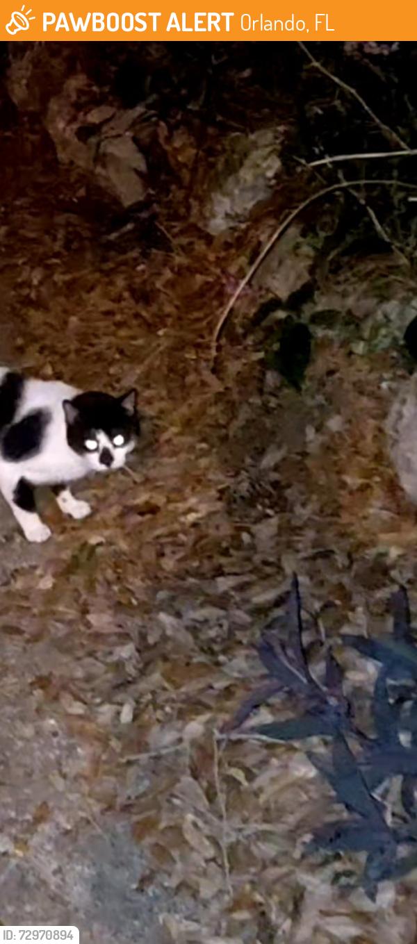 Found/Stray Unknown Cat last seen Compass Drive/Jujube Drive, Orlando, FL 32810