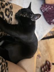 Lost Male Cat last seen Lake Forest Village apmts near Lake and Maplecrest, Fort Wayne, IN 46815