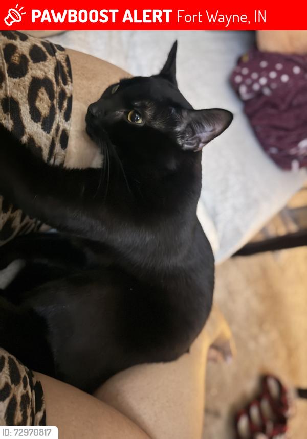 Lost Male Cat last seen Lake Forest Village apmts near Lake and Maplecrest, Fort Wayne, IN 46815