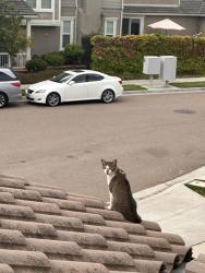 Lost Female Cat last seen Pioneer Park, San Diego, CA 92127