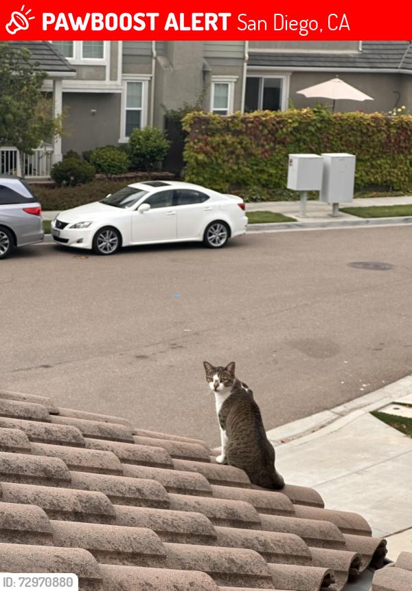 Lost Female Cat last seen Pioneer Park, San Diego, CA 92127