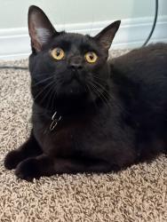 Found/Stray Unknown Cat last seen Near Summer Harmony Ave, El Paso County, TX 79928